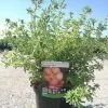 Potentilla Fructicosa Glamour Girl - Potentille Arbustive -Promesse de Fleurs Magasin Potentilla fructicosa Glamour Girl 85761 1