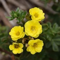 Potentilla Fruticosa Citrus Tart- Potentille Arbustive