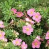 Potentilla Fruticosa Lovely Pink- Potentille Arbustive 2 Potentilla Fruticosa Lovely Pink- Potentille Arbustive -Promesse de Fleurs Magasin Potentilla fruticosa Lovely Pink 84214 1