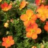 Potentilla Fruticosa Orangissima - Potentille Arbustive -Promesse de Fleurs Magasin Potentilla fruticosa Orang issima copyright 1008121 1