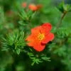 Potentille Arbustive - Potentilla Fruticosa Red Joker 1 Potentille Arbustive - Potentilla Fruticosa Red Joker -Promesse de Fleurs Magasin Potentilla fruticosa Red Joker copyright 100814 1