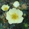 Potentilla Fruticosa Primrose Beauty - Potentille Arbustive -Promesse de Fleurs Magasin Potentille Fruticosa Primrose Beauty 7591 1