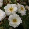 Potentilla Fruticosa Creme Brulée- Potentille Arbustive 1 Potentilla Fruticosa Creme Brulée- Potentille Arbustive -Promesse de Fleurs Magasin Potentille arbustive Creme brulee 82553 1