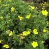 Potentille Arbustive Kobold -Promesse de Fleurs Magasin Potentille arbustive Kobold 781784 1