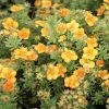 Potentilla Fruticosa Mango Tango- Potentille Arbustive 2 Potentilla Fruticosa Mango Tango- Potentille Arbustive -Promesse de Fleurs Magasin Potentille arbustive Mango Tango 781786 1 2