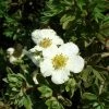Potentilla Fruticosa Tilford Cream- Potentille Arbustive -Promesse de Fleurs Magasin Potentille arbustive Potentilla fruticosa Tilford Cream copyright 1001711 2