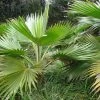 Pritchardia Hillebrandii - Palmier D'Hawaï -Promesse de Fleurs Magasin Pritchardia hillebrandii 89926 1