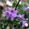 Prostanthera Rotundifolia - Menthe Australienne -Promesse de Fleurs Magasin Prostanthera rotundifolia 83441 1