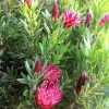 Protea Clark's Red - Protée Hybride -Promesse de Fleurs Magasin Protea Clark s Red 81584 1 2