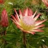 Protea Pink Crown - Protée Hybride -Promesse de Fleurs Magasin Protea Pink Crown 83442 1