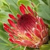 Protea Eximia - Protée à Feuilles Larges -Promesse de Fleurs Magasin Protea eximia Protee a feuilles larges copyright 16688 1