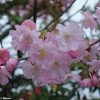Cerisier Du Japon - Prunus Accolade -Promesse de Fleurs Magasin Prunus accolade 9569 1