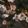 Cerisier à Fleurs Du Japon Nain - Prunus Incisa Mikinori 1 Cerisier à Fleurs Du Japon Nain - Prunus Incisa Mikinori -Promesse de Fleurs Magasin Prunus incisa Mikinori 84220 1