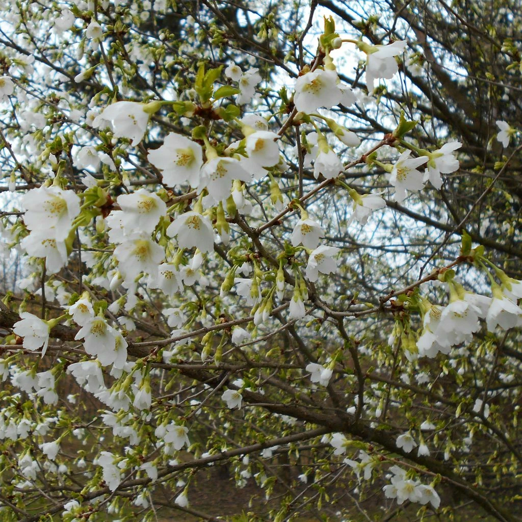 Cerisier à Fleurs Du Japon Nain - Prunus Incisa Yamadei 3 Cerisier à Fleurs Du Japon Nain - Prunus Incisa Yamadei