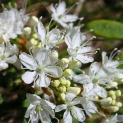 Cerisier Nain Rampant - Prunus Pumila Depressa