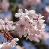 Cerisier à Fleurs De Sargent - Prunus Sargentii -Promesse de Fleurs Magasin Prunus sargentii 87319 1