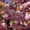 Cerisier à Fleurs Du Japon - Prunus Serrulata Kanzan 1 Cerisier à Fleurs Du Japon - Prunus Serrulata Kanzan -Promesse de Fleurs Magasin Prunus serrulata Kanzan ld Drew Avery 9567 1