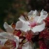 Ragouminier - Prunus Tomentosa