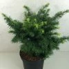 Sapin De Douglas - Pseudotsuga Menziesii Fletcheri -Promesse de Fleurs Magasin Pseudotsuga menziesii Fletcheri 759002 1