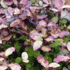 Pseudowintera Colorata Red Leopard