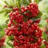 Pyracantha Coccinea Red Star - Buisson Ardent -Promesse de Fleurs Magasin Pyracantha coccinea Red Star Buisson ardent copyright 17934 1