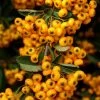Pyracantha Coccinea Saphyr Jaune - Buisson Ardent -Promesse de Fleurs Magasin Pyracantha coccinea Saphyr Jaune 1001782 1