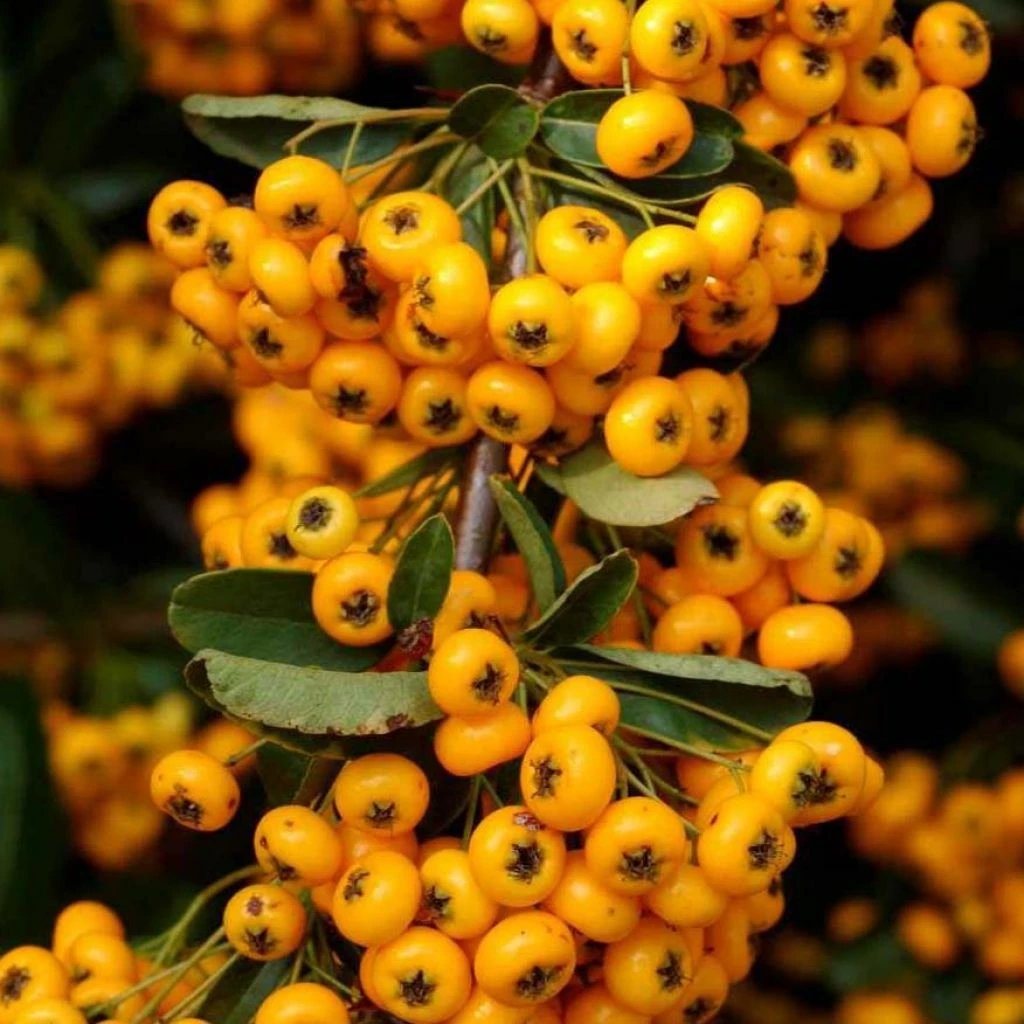 Pyracantha Coccinea Saphyr Jaune - Buisson Ardent 3 Pyracantha Coccinea Saphyr Jaune - Buisson Ardent