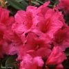 Rhododendron Anna Rose Whitney - Grand Rhododendron 1 Rhododendron Anna Rose Whitney - Grand Rhododendron -Promesse de Fleurs Magasin Rhododendron Anna Rose Whitney 84280 1
