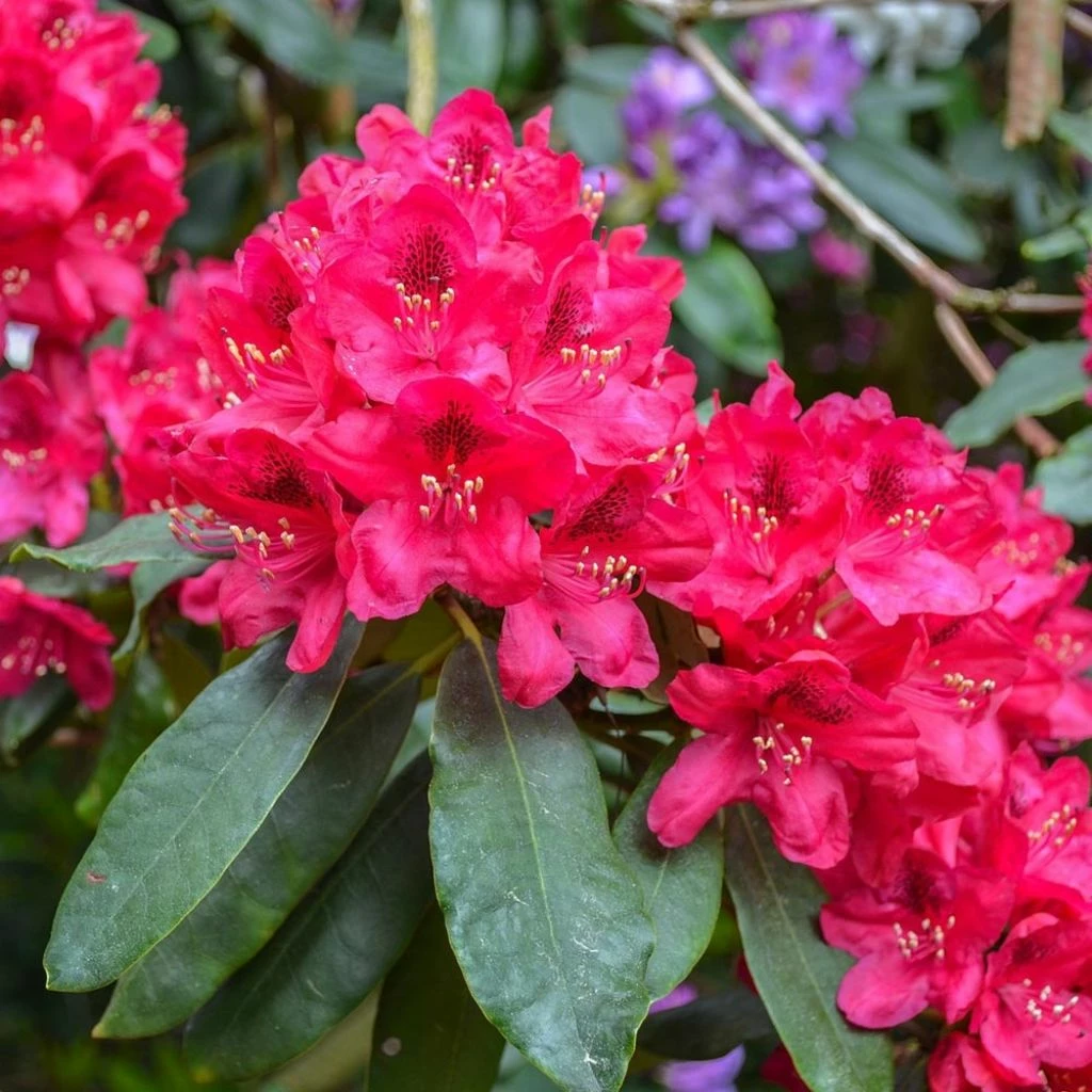 Rhododendron Elisabeth - Rhododendron Nain 3 Rhododendron Elisabeth - Rhododendron Nain