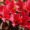 Rhododendron Elizabeth Red Foliage 1 Rhododendron Elizabeth Red Foliage -Promesse de Fleurs Magasin Rhododendron Elizabeth Red Foliage copyright 1001881 1