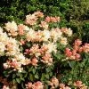 Rhododendron Golden Torch - Rhododendron Nain -Promesse de Fleurs Magasin Rhododendron Golden Torch 82778 1 1