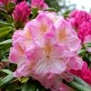 Rhododendron Inkarho Brigitte 1 Rhododendron Inkarho Brigitte -Promesse de Fleurs Magasin Rhododendron Inkarho Brigitte 84261 1