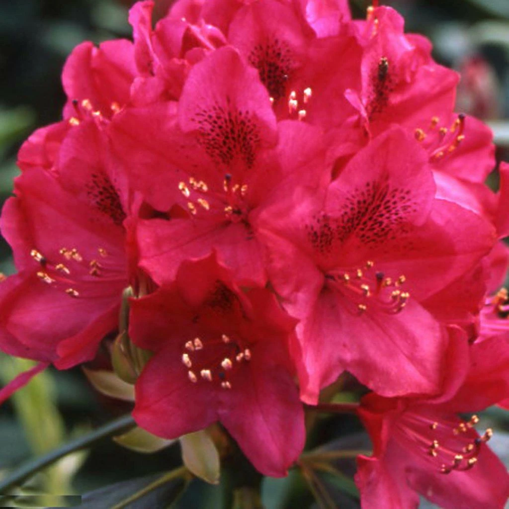 Rhododendron Inkarho Nova Zembla 3 Rhododendron Inkarho Nova Zembla