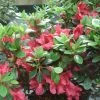 Azalée Du Japon Johanna - Rhododendron Hybride -Promesse de Fleurs Magasin Rhododendron Johanna 781701 1