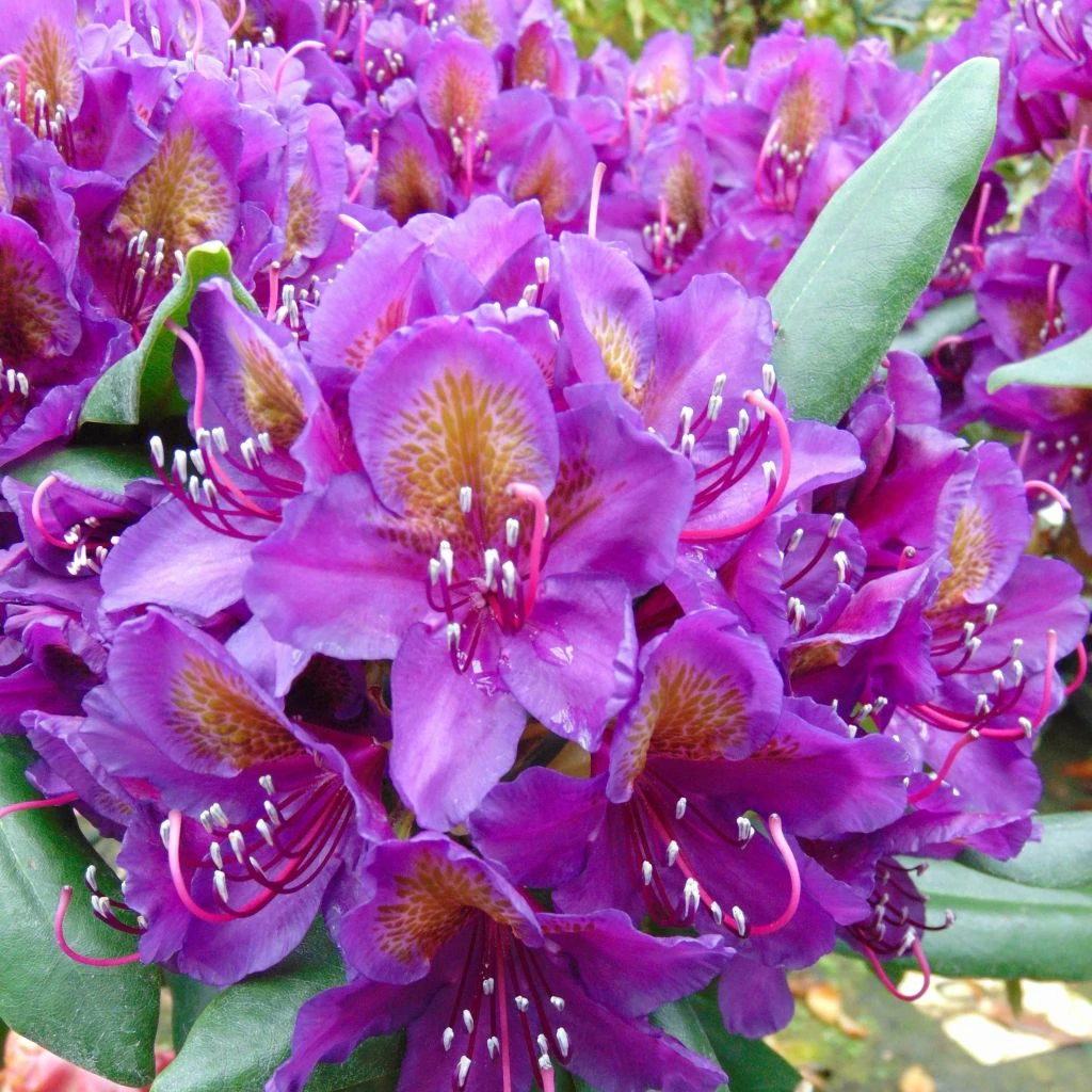 Rhododendron Marcel Ménard 3 Rhododendron Marcel Ménard