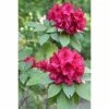 Rhododendron Hybride Moser's Maroon -Promesse de Fleurs Magasin Rhododendron Moser s Maroon 89065 1