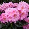 Rhododendron Scintillation -Promesse de Fleurs Magasin Rhododendron Scintillation copyright 1008441 1