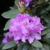 Rhododendron Catawbiense Boursault -Promesse de Fleurs Magasin Rhododendron catawbiense Boursault AdobeStock 1001951 1