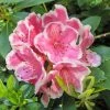Rhododendron Hybride Janet Ward 1 Rhododendron Hybride Janet Ward -Promesse de Fleurs Magasin Rhododendron hybride Janet Ward 15355 1