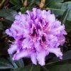 Rhododendron Hybride Kabarett -Promesse de Fleurs Magasin Rhododendron hybride Kabarett 85064 1
