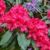 Rhododendron Hybride Lord Roberts 2 Rhododendron Hybride Lord Roberts -Promesse de Fleurs Magasin Rhododendron hybride Lord Roberts 89064 1