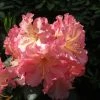 Rhododendron Hybride Naselle -Promesse de Fleurs Magasin Rhododendron hybride Naselle 15356 1