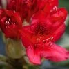 Rhododendron Hybride Red Jack 1 Rhododendron Hybride Red Jack -Promesse de Fleurs Magasin Rhododendron hybride Red Jack 84268 1