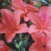 Azalée Du Japon Nakaharai Orange - Azalea Japonica -Promesse de Fleurs Magasin Rhododendron nakahara Orange 781702 2
