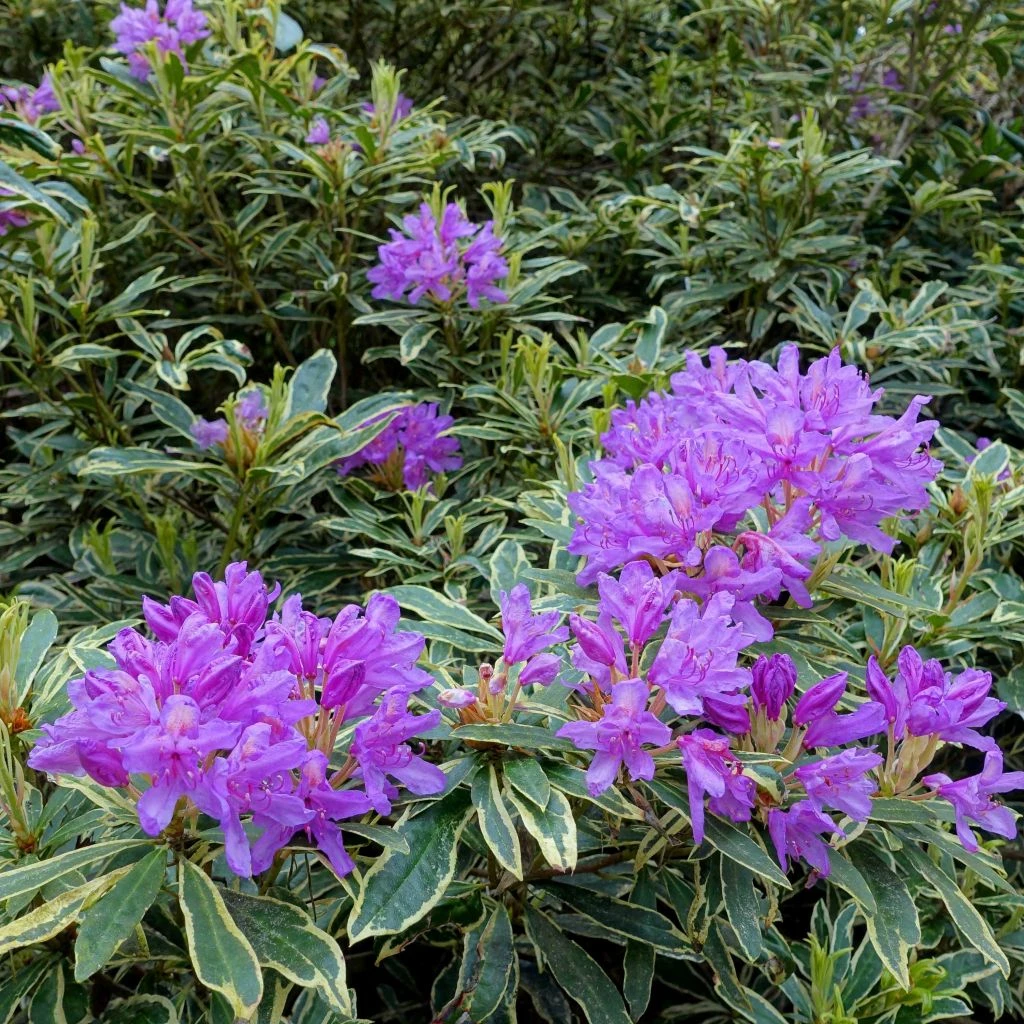 Rhododendron Ponticum Variegatum - Grand Rhododendron 3 Rhododendron Ponticum Variegatum - Grand Rhododendron