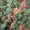 Ribes Gordonianum - Groseillier De Gordon -Promesse de Fleurs Magasin Ribes x gordonianum 781951 1