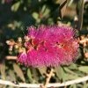 Callistemon Violaceus - Rince-bouteille -Promesse de Fleurs Magasin Rince bouteilles Callistemon Violaceus copyright 1004221 1