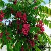Robinia Pseudoacacia Casque Rouge - Robinier Faux Acacia -Promesse de Fleurs Magasin Robinia Casque Rouge 84289 1