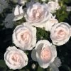 Rosier Couvre-sol Aspirin Rose -Promesse de Fleurs Magasin Rosa Aspirin Rose en racines nues 85508 2