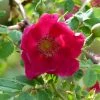 Rosier Botanique - Rosa Moyesii Geranium -Promesse de Fleurs Magasin Rosa moyesii Geranium 82298 2